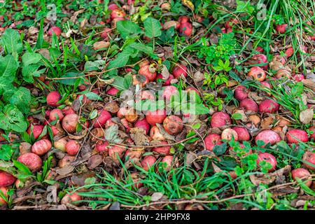 Apfelgarten Blick hinunter von vielen gefallenen roten Äpfeln im Garten im Herbst Bauernhof Landschaft auf dem Boden flach Draufsicht verrottet Verderb Stockfoto