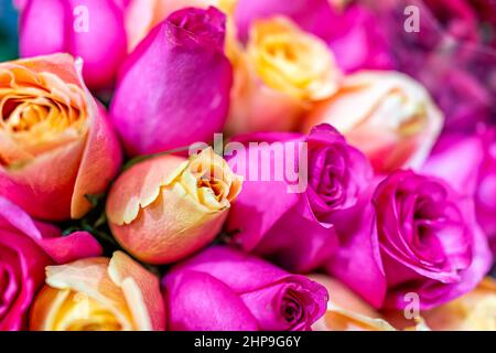 Makro-Nahaufnahme von vielen orange magenta rosa lila Rosen Muster mit lebendigen hellen Farben in Bouquet und Textur Stockfoto