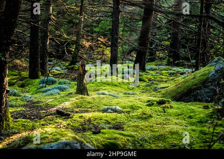 Huckleberry Trail mit magisch verwunschenen Mooswäldern im Erdgeschoss im West Virginia Fichte Knob Berg in der Herbstsaison mit morgendlicher Sonneneinstrahlung Stockfoto