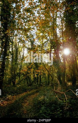 Senkrecht der Sonne, die durch Bäume im Herbstwald ihren Höhepunkt erreicht Stockfoto