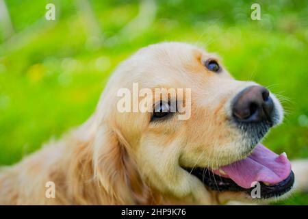 Nahaufnahme eines goldenen Retrievers Gesicht vor einem grünen Gras Hintergrund Stockfoto