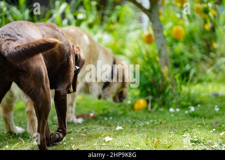 Ein labrador aus Schokolade und Golden Retriever gehen zusammen Stockfoto