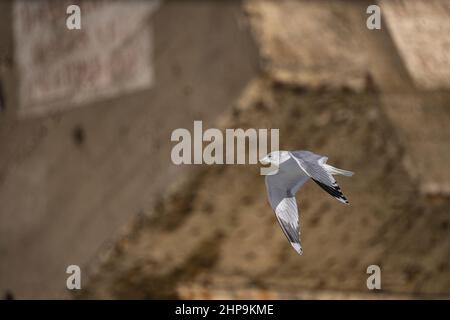 Mouettes rieuses devant le blockhaus du Hourdel Stockfoto