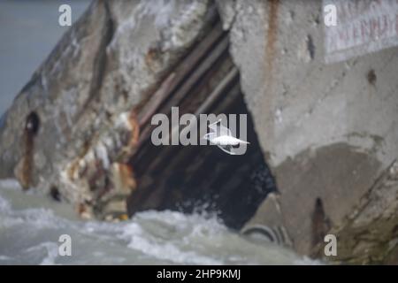 Mouettes rieuses devant le blockhaus du Hourdel Stockfoto