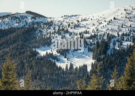 Eine Herde Schafe, die auf einem schneebedeckten Berg stehen Stockfoto