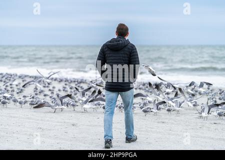 Myrtle Beach Stadt am Atlantischen Ozean mit Scharen von Möwen, die in South Carolina Meerwasser fliegen, wobei der Mensch am bewölkten Tag auf die Tiere zuläuft Stockfoto