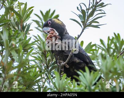 Fütterung von Schwarzschwanz-Kakadu (Calyptorhynchus funereus) im Murramarang National Park an der Südküste von New South Wales, Australien Stockfoto