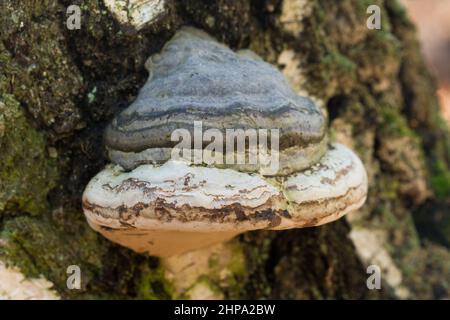 Fomes fomentarius, Zunder-Pilz auf alten Birken Nahaufnahme selektiver Fokus Stockfoto