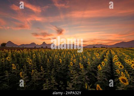 Panoramalandschaft mit Sonnenblumen, die in der Sonnenuntergangszeit auf dem Feld blühen, mit dem Hintergrund der Bergkette in der Provinz Lopburi, Thailand. Stockfoto