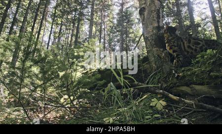 Eine Katze in einem Stadtpark. Bengalen wildcat Spaziergang auf den Wald im Kragen. Asiatische Jungle Cat oder Sumpf oder Reed. Häuslich Leopard Katze und Hund, Jagd- und p Stockfoto