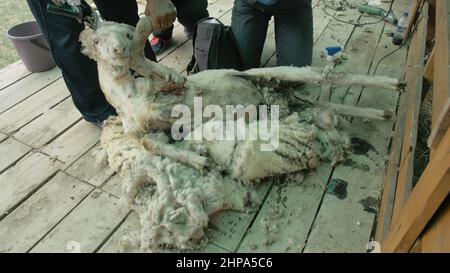 Baikal, Russland - 14 2019. Juni: Burjat National Sport Shearer Scheren Schafe auf der landwirtschaftlichen Show im Wettbewerb. Sacred Mount Yehe Erdo, der Veranstaltungsort von Stockfoto