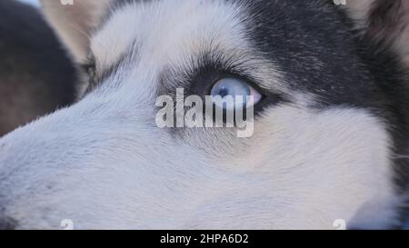 Frau und kleines Kind laufen im Winterwald mit Husky Hund. Junge Mutter mit Tochter im Park mit Huskies Hund. Freundschaft Haustier und Huma Stockfoto