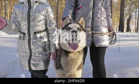 Frau und kleines Kind laufen im Winterwald mit Husky Hund. Junge Mutter mit Tochter im Park mit Huskies Hund. Freundschaft Haustier und Huma Stockfoto