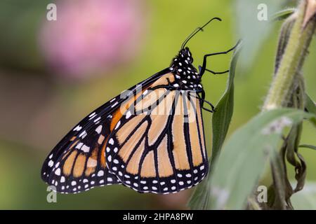 Wanderer oder Monarch Butterfly ruhen auf der Pflanze. Stockfoto