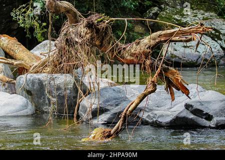 Nahaufnahme eines Flussrauschens in den Flüssen der Sierra Nevada de Santa Marta, Kolumbien Stockfoto