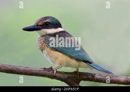 Der heilige Eisvogel thront auf einem Ast Stockfoto