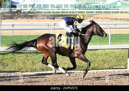 New Orleans, LA, USA. 19th. Februar 2022. 19. Februar 2022: Olympiade #4 geritten von Jockey Junior Alvarado gewinnt die Mineshaft Stakes (Grad 3) auf Fair Grounds Race Course und Slots in New Orleans, Louisiana am 19th. Februar 2022. Parker Waters/Eclipse Sportswire/CSM/Alamy Live News Stockfoto