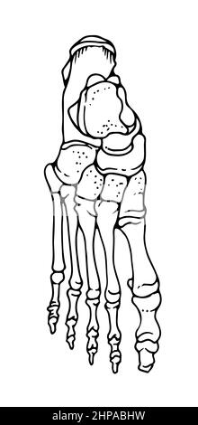 Knochen des menschlichen Fußes, handgezeichnete Vektorgrafik isoliert auf weißem Hintergrund, orthopädische Medizin Anatomie Skizze Stock Vektor