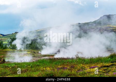 Dampfende Fumarole und Blumen auf dem Feld im geothermischen Haukadalur-Gebiet im Südwesten Islands. Stockfoto