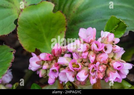 Bergenia, auch bekannt als Bergenia cordifolia. Rosa Blüten aus nächster Nähe Stockfoto