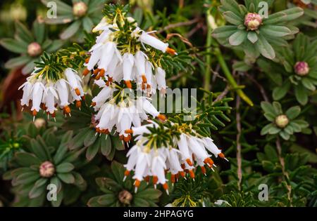 Erica carnea - Winterheide, weiße Heide Nahaufnahme. Stockfoto