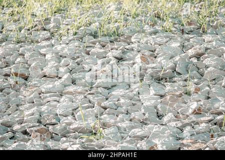 Grünes Gras in Granitsteinen hinter einem Metallgitter zur Stärkung des Abhangs. Steine hinter dem Draht. Graue Textur. Konstruktion. Stockfoto