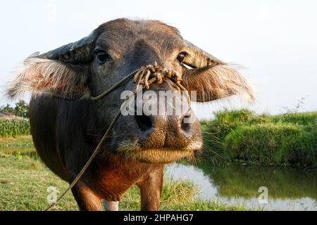 Das weiche und sanfte Gesicht in Nahaufnahme eines großen domestizierten Wasserbüffels (Bubalus bubalis). Stockfoto