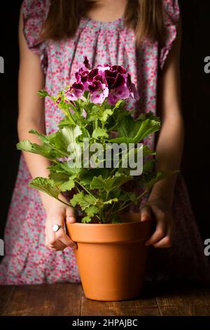 Schönes kleines Mädchen mit königlichem Pelargonium in den Händen Stockfoto