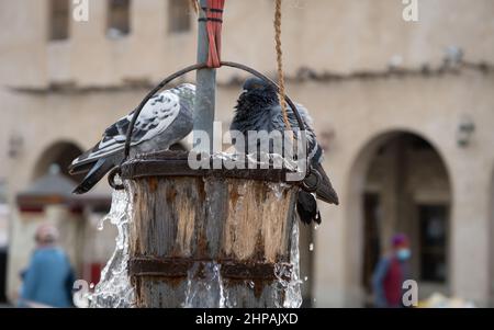 Tauben spielen einen Eimer Wasser aus dem Alten Brunnen in Souq Waqif in Doha, Katar Stockfoto