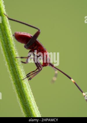 Seitenansicht einer farbenfrohen Pflanzenwanznymphe (Adelphocoris rapidus), auf einem Pflanzenstamm in der Salzmarsh von Boundary Bay. Die helle Farbe geht als adul verloren Stockfoto