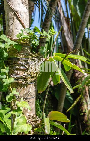 Junge Orchideen am Baumstamm im Garten. Bali, Indonesien. Stockfoto