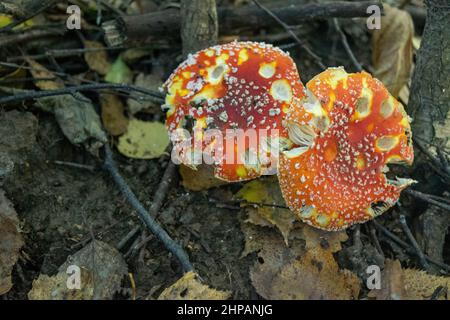 Ein giftiger und halluzinogener Pilz Fliegen Sie agarisch im Gras vor dem Hintergrund eines Herbstwaldes. Rote giftige Pilze aus der Nähe in der Nat Stockfoto