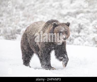 Ein Grizzlybär geht im Winter auf der Swan Lake Flat im Yellowstone National Park in Yellowstone, Wyoming, durch den Schnee. Stockfoto