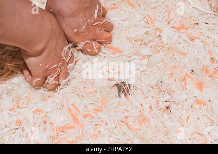 Kohlernte in der Marinade, Sauerkraut zu Hause, Weiberhände, die Kohl pressen, Sauerkraut für den Winter. Stockfoto