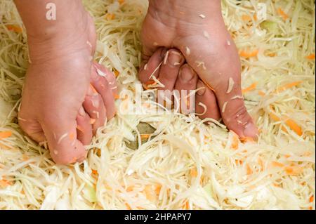 Kohlernte in der Marinade, Sauerkraut zu Hause, Weiberhände, die Kohl pressen, Sauerkraut für den Winter. Stockfoto