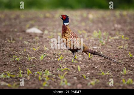 Die gemeinsame Fasan (Phasianus colchicus) Stockfoto