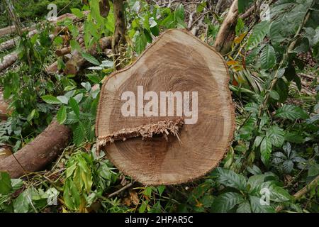 Nahaufnahme eines Querschnitts von Pericopsis Mooniana-Baumstamm Stockfoto