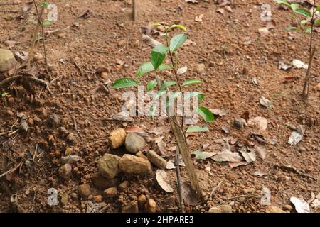 Neu gepflanzte junge Teepflanze mit Stützstämmen in einer Sri Lanka Low Country Teeplantage Stockfoto