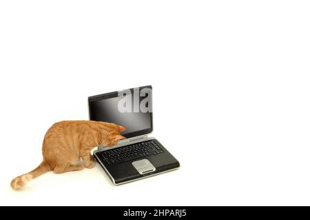 Eine Katze lokkkkking an der Tastatur Stockfoto