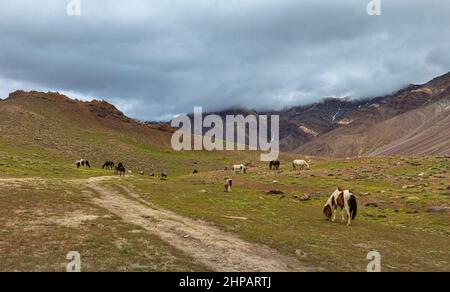 Pferde grasen auf Berghängen in der Nähe von ChandraTaal, Spiti Valley, Himachal Pradesh, Indien Stockfoto