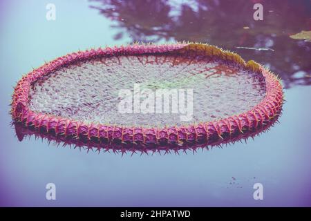 Blatt einer Victoria Amazonica oder Victoria Regia, der größten Wasserpflanze der Welt, riesige Blätter der Victoria Seerose. Im Freien. Vintage-Pikt Stockfoto