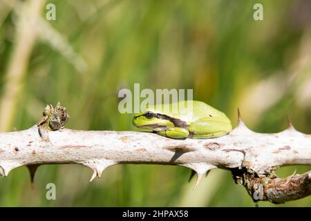 Ein europäischer Baumfrosch Stockfoto