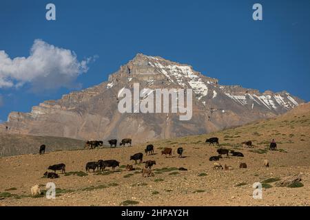 Viehzucht auf Bergen im Spiti Valley, Himachal Pradesh, Indien. Stockfoto