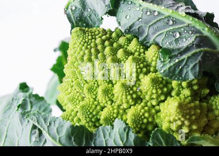 Brokkoli-Pyramide genannt romanesco mit Wassertropfen auf weißem Hintergrund Stockfoto