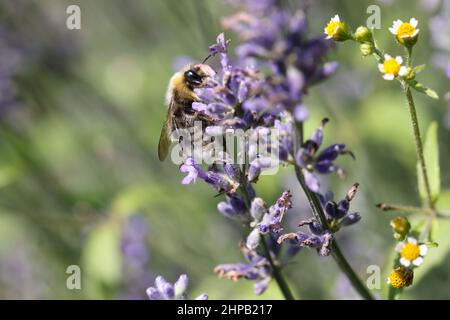 Hummel auf Lavendel im blühenden Feld im Sommer Stockfoto