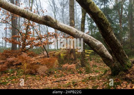 Große silberne Birken wachsen mit einer Tendenz in den lausitzer Bergen in trüben Wintermorgen Stockfoto