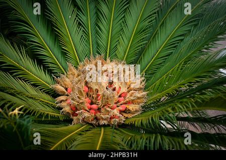 Cycad (cycas revoluta) Blume und Frucht Stockfoto