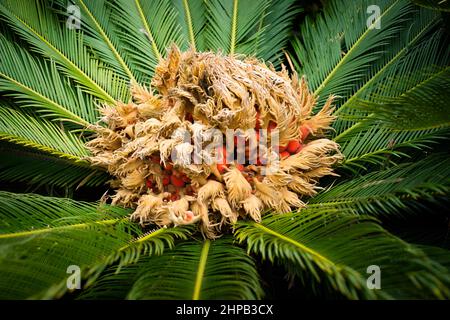 Cycad (cycas revoluta) Blume und Frucht Stockfoto