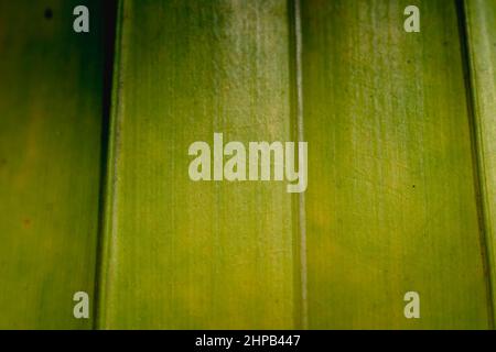 Makroaufnahme Abstrakt echte Schönheit Natur Hintergrund. Frische tropische Pflanze Blatt Oberfläche Textur Struktur Detail vertikale Vene Linie Streifen einfach Stockfoto