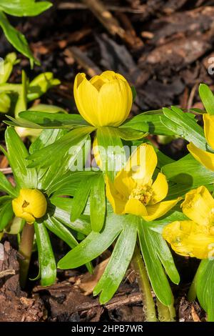 Eranthis hyemalis eine im späten Winter blühende Pflanze mit einer gelben Winterblüte, die allgemein als Winterakonit bekannt ist, Stock-Foto-Bild Stockfoto